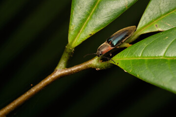 Megapenthes limbalis macro close up photo on branches resting 