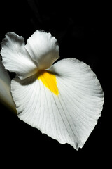 Fototapeta na wymiar White Dutch Iris (6-6-22)-2