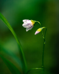 white flower with dew drops