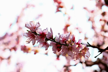 Beautiful peach blossom