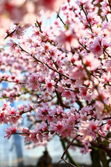 Beautiful peach blossom