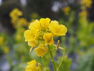 菜の花