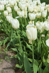 White tulips in a field