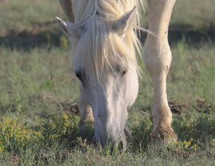 white horse grazing
