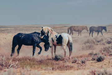 Naklejka premium herd of horses