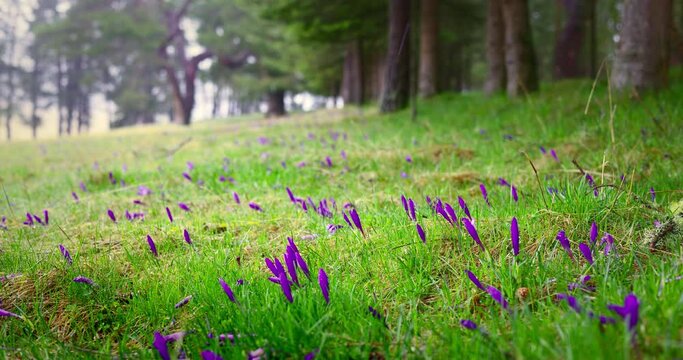 Morning rain over wild flowers crocus and green pasture in the mountain