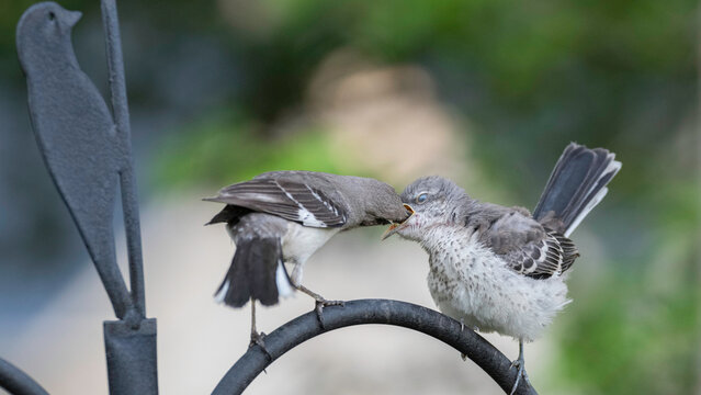 Mother Mocking bird feeding baby 