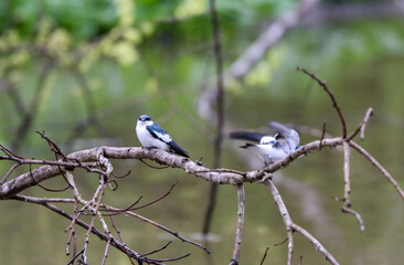 bird on a branch