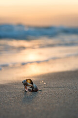 Seashell on the sand at the beach