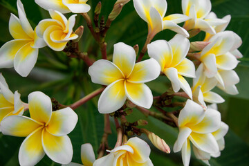 White frangipani plumeria flowers on green background. Copyspace. Selective focus