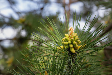 Naklejka na ściany i meble Pine branch with a young cone. Pine trees green background