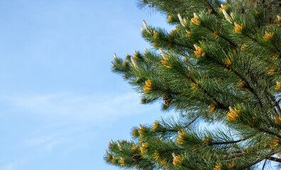 Pine branches with a young cones on the blue sky background. Pine tree's background.