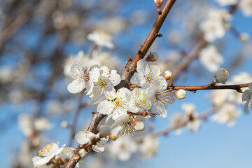 Spring tree blooming seasonal background.