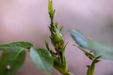 Rose bud with aphids.