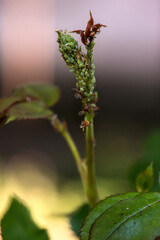 Rose bud with aphids.