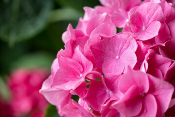 Hydrangea flower background. Flower and gardening. Close-up, selective focus.