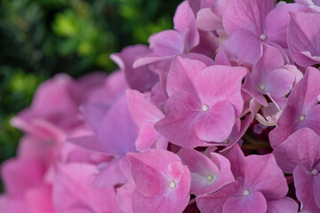 Fototapeta na wymiar Hydrangea flower background. Flower and gardening. Close-up, selective focus.