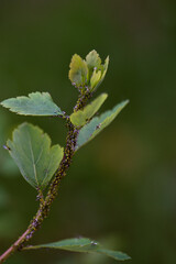Currant leaves with traces of lesions from aphids..