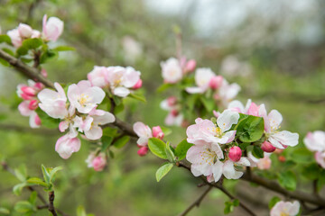 Spring tree blooming seasonal background.
