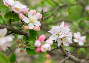 Spring tree blooming seasonal background.