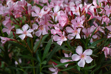 Naklejka premium Oleander flower background. Nerium oleander Flower and gardening. Rhododendron, rose bay flowers in the garden. Close-up, selective focus.