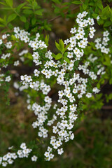 Spring frower  blooming. Seasonal background.