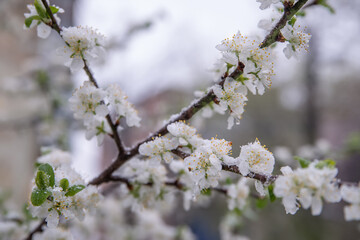 Spring buds and flowers covered in snow. Selective focus.