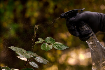 Gardener's hand in protective gloves sprays chemical organic insecticide to the rose bud damaged by...