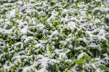 Spring buds and flowers covered in snow. Selective focus.