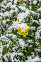 Spring buds and flowers covered in snow. Selective focus.