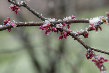 Spring buds and flowers covered in snow. Selective focus.
