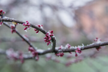 Spring buds and flowers covered in snow. Selective focus.
