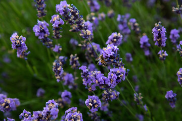 Bee on lavender flower on nature background. Flower and gardening. Close-up, selective focus