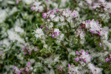 Spring buds and flowers covered in snow. Selective focus.