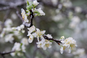 Fototapeta premium Spring buds and flowers covered in snow. Selective focus.