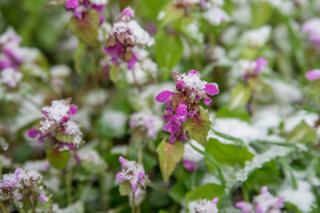 Spring buds and flowers covered in snow. Selective focus.