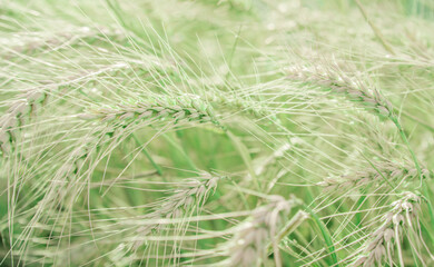 Ears of rye in the field. Colored with artificial color. Close-up, selective focus