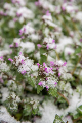 Spring buds and flowers covered in snow. Selective focus.