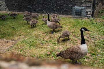Canada Goose family with goslings 