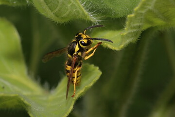 wasp climbing on a sunflower leaf