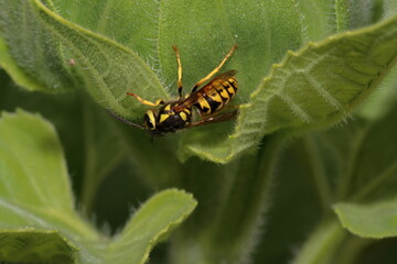 Wasp Sideways on Leaf