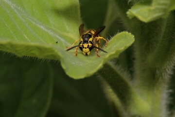 Facing Yellowjacket wasp on leaf
