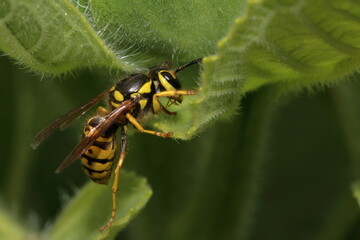 Closeup of Wasp Climbing on Leaf