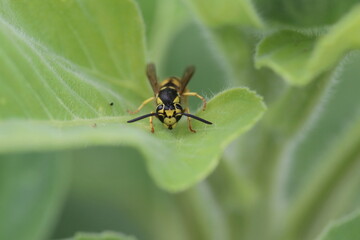 Face off with Yellowjacket
