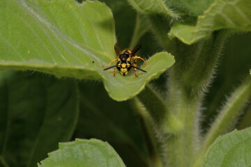 Front view of Yellowjacket 