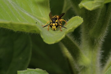 Close up of front of Yellowjacket