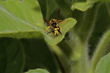 YellowJacket on a Leaf