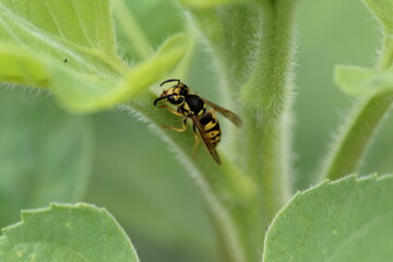Yellowjacket on a leaf stem