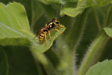 Yellowjacket Resting on leaf