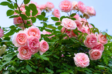 神奈川県横浜市　横浜イングリッシュガーデンのバラ